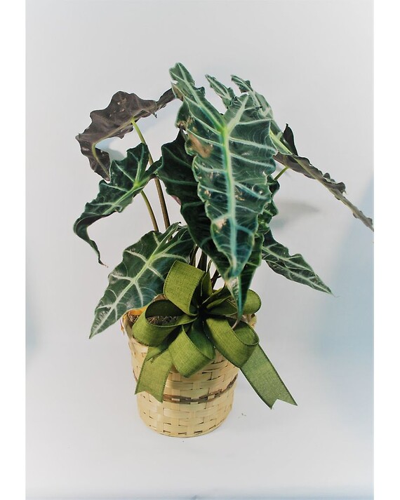 Alocasia Polly