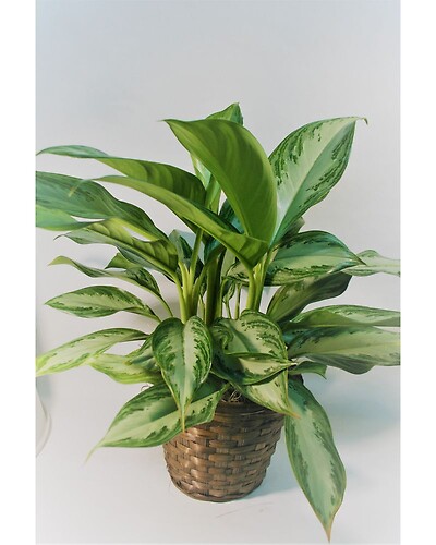 Chinese Evergreen