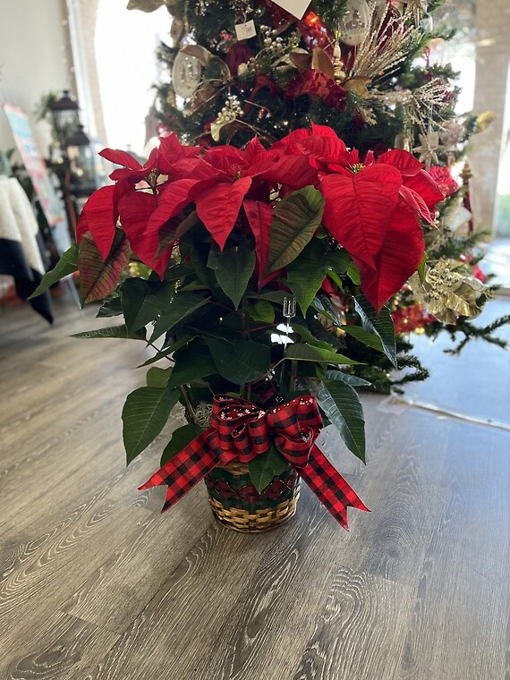 Red Poinsettia (8in)