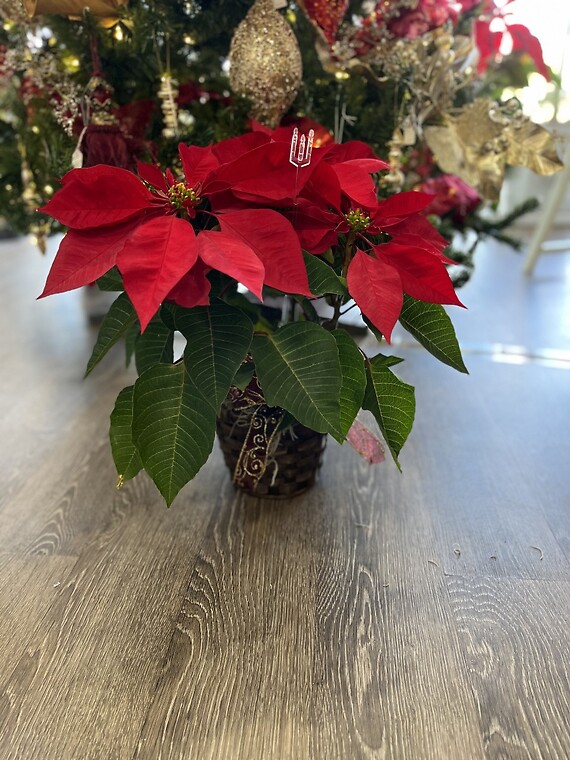 Red Poinsettia (6in)