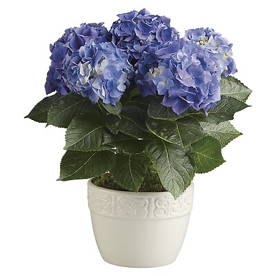 Happy Hydrangea - Blue