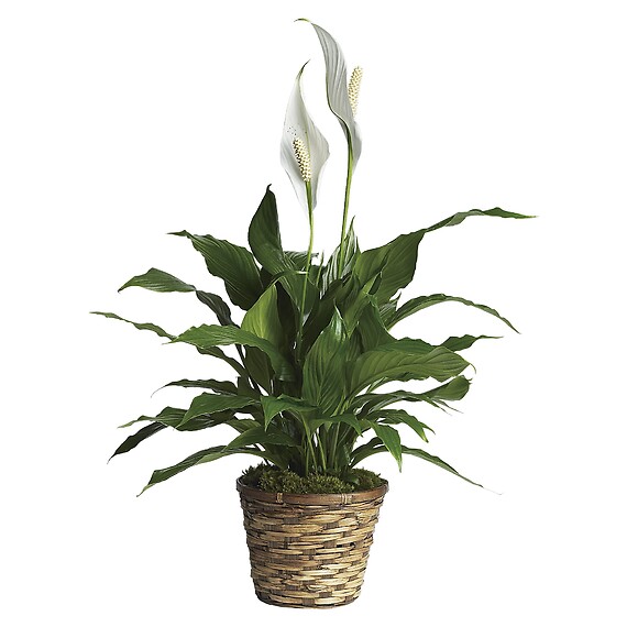 Peace Lily, Spathiphyllum - Small