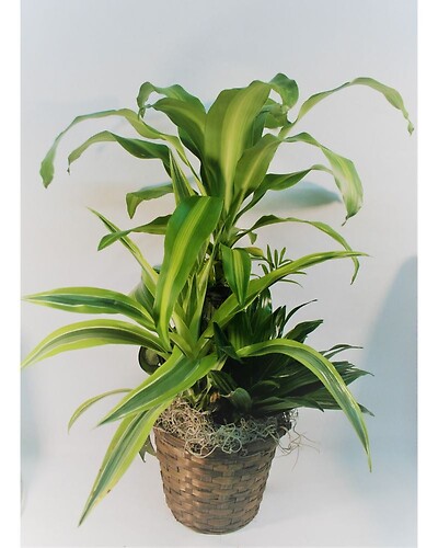 Dracena combination